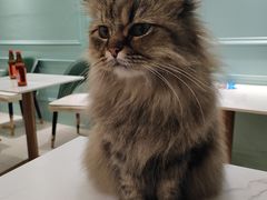 -安格丽娜·狗咖·猫咖羊驼咖(春熙路百盛商场店)