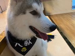 大款-Husky Go! 哈士奇体验馆·宠物咖啡厅狗咖