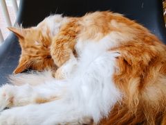 -平行世界·猫咖(首经贸店)