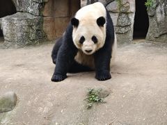 -都江堰中华大熊猫苑