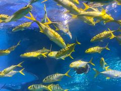 -太平洋海底世界