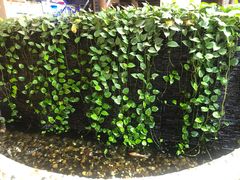 -鹅滋道(甘坑古镇店)