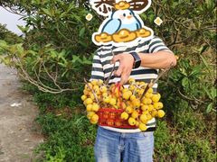 -苏州太湖西山岛开心农场