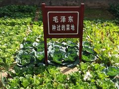 -延安杨家岭革命旧址