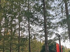 -黄海国家森林公园