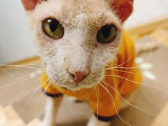 -猫在这儿猫咪咖啡馆·撸猫馆