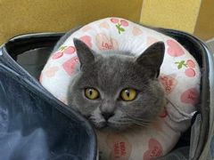 -美联众合动物医院(·中兽医·疑难杂症·严家桥分院)