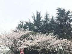 -武汉大学-樱园