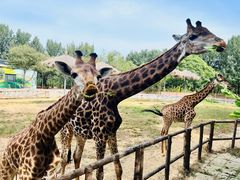 -北京野生动物园