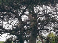 -北陵公园
