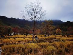 -塔川景区