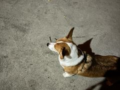 -心仪动物医院·牙专科·肿瘤·心脏科(西客站院)