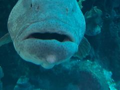 -迪拜水族馆及水下动物园