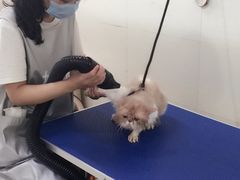 -守诺宠物医院·眼科· 特色牙科·异宠专科(虹口店)