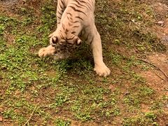-贵州森林野生动物园