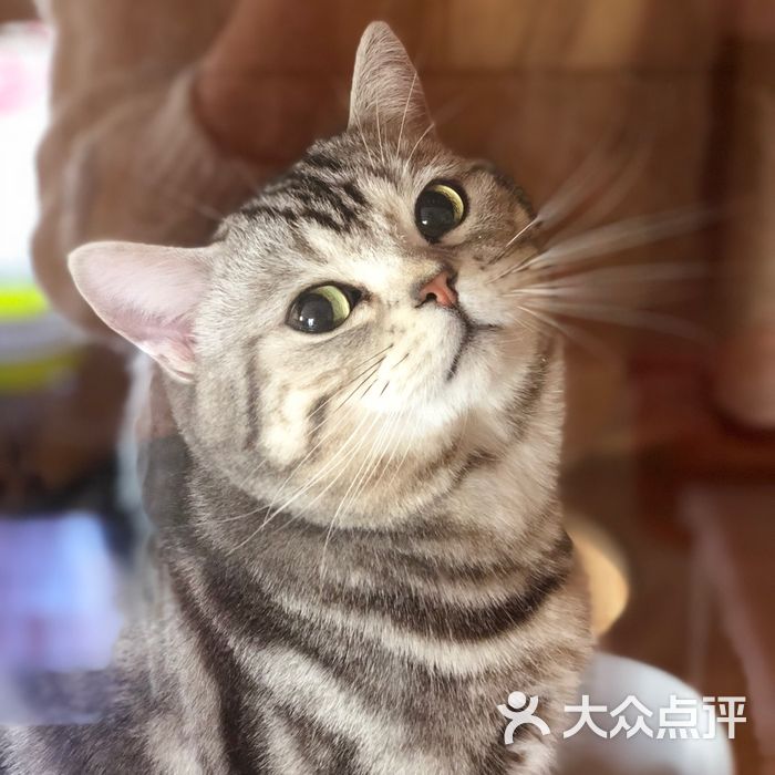 catsparty猫咪主题休闲吧图片-北京更多休闲娱乐-大众点评网