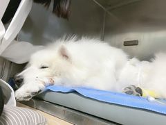 -谐和贝康宠物医院24小时·宠保定点(急重症转诊中心)