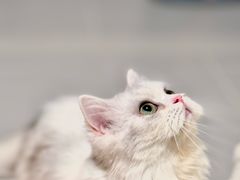 -Bastet sally猫舍购宠(静安店)