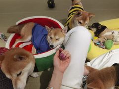 -逗柴咖啡屋·狗咖猫咖宠物桌游