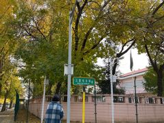 -三里屯东五街银杏大道