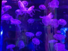 -暹罗海洋世界