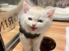 -袖虎·猫馆(体育西路店)