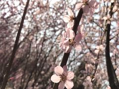 -北京鹫峰国家森林公园