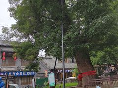 -老槐树煎包