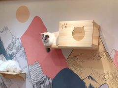 -滚猫咖啡·猫咖·猫友好撸猫(未来城店)