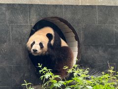 -中国大熊猫保护研究中心雅安碧峰峡基地