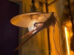 -毛辣果·酸(OHA复兴西路店)