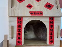 -喵园·猫主题咖啡厅·撸猫·猫咖(国贸店)