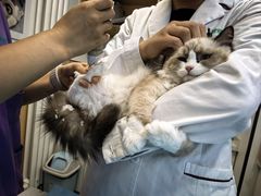 -瑞派·关忠动物医院·猫专科·犬专科(三环新城店)