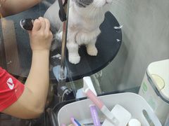 -PETKIT 小佩宠物·低压洗护·美容·寄养(安远店)