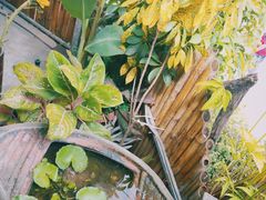 -Jungle Kitchen