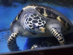 -太平洋海底世界