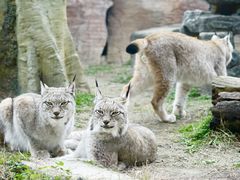 -杭州野生动物世界