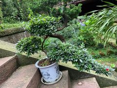 -峨眉山报国寺