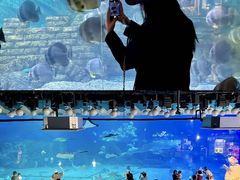 -烟台海昌鲸鲨海洋公园