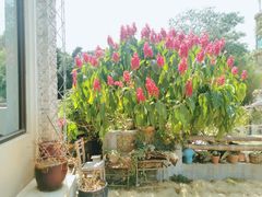 -一朵花事咖啡厅(山原色民宿店)