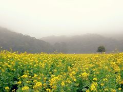 android_upload_pic-广州市石门国家森林公园