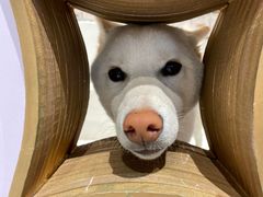 -柴务处·柴犬主题狗咖