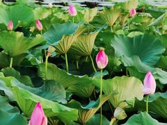 -荷塘月色湿地公园·向阳花洲