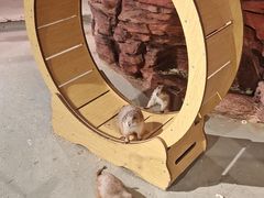-正佳雨林生态植物园