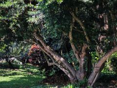 -中国科学院华南植物园