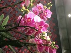-LANN I 蘭 泰式古法按摩(徐家汇城开YOYO店)