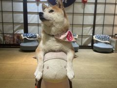 -逗柴咖啡屋·狗咖猫咖宠物桌游