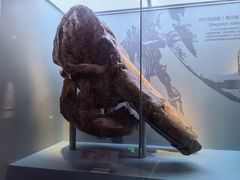 -国家自然博物馆