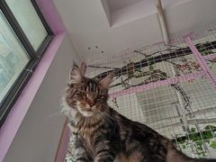 -70cat德文卷毛猫·缅因猫纯种猫舍