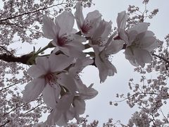 -顾村公园